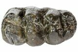 Gomphotherium (Mastodon Relative) Molar - Georgia #74437-3